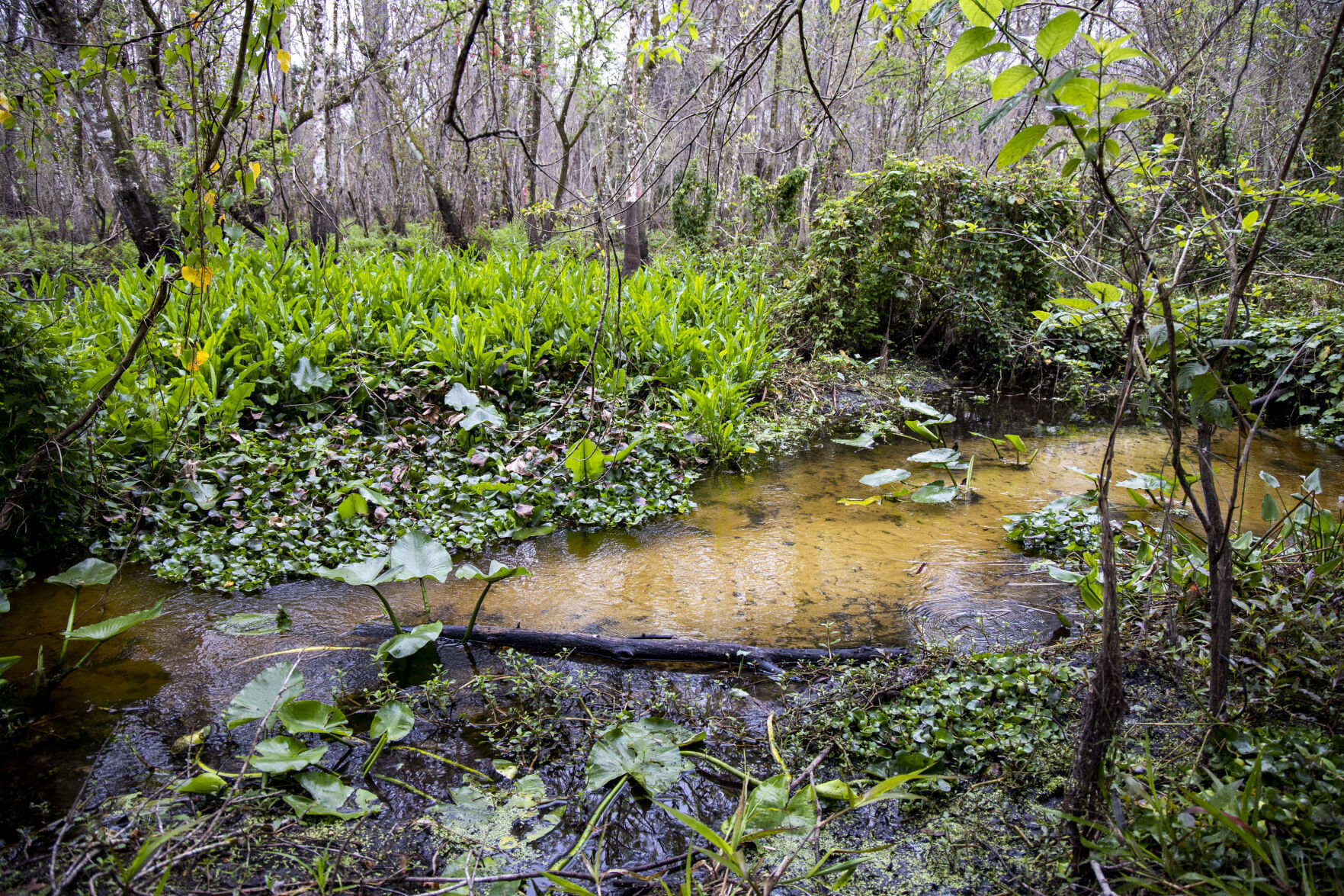 Soldier Creek runs through portions of Spring Hammock Preserve in Seminole County on Wednesday, Feb. 10, 2021.